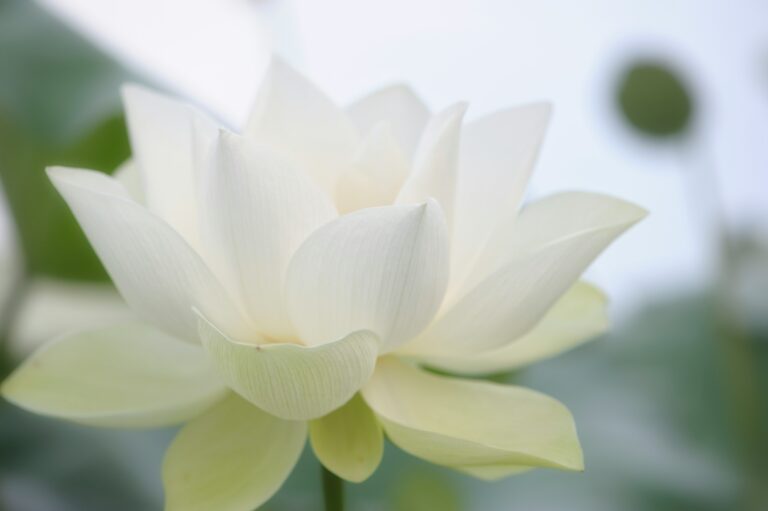 The Way of the White Lotus