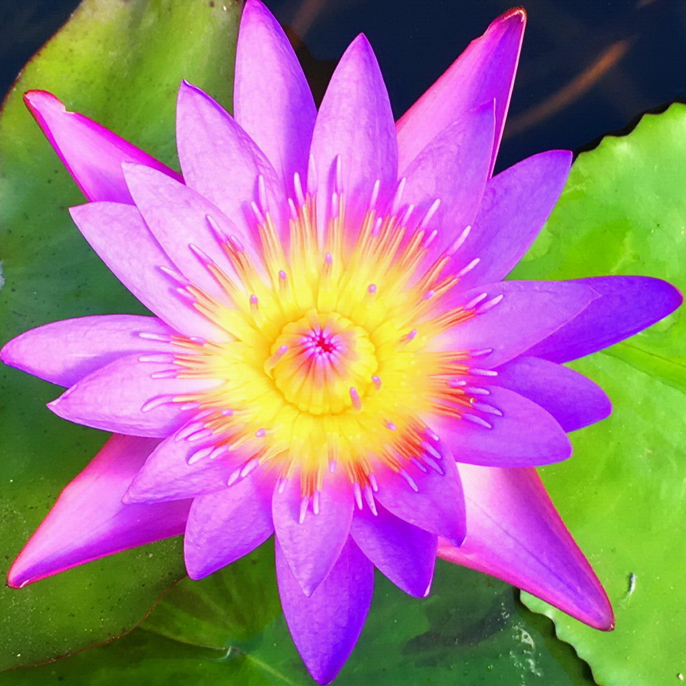 Profile photo of Sakshi Winning