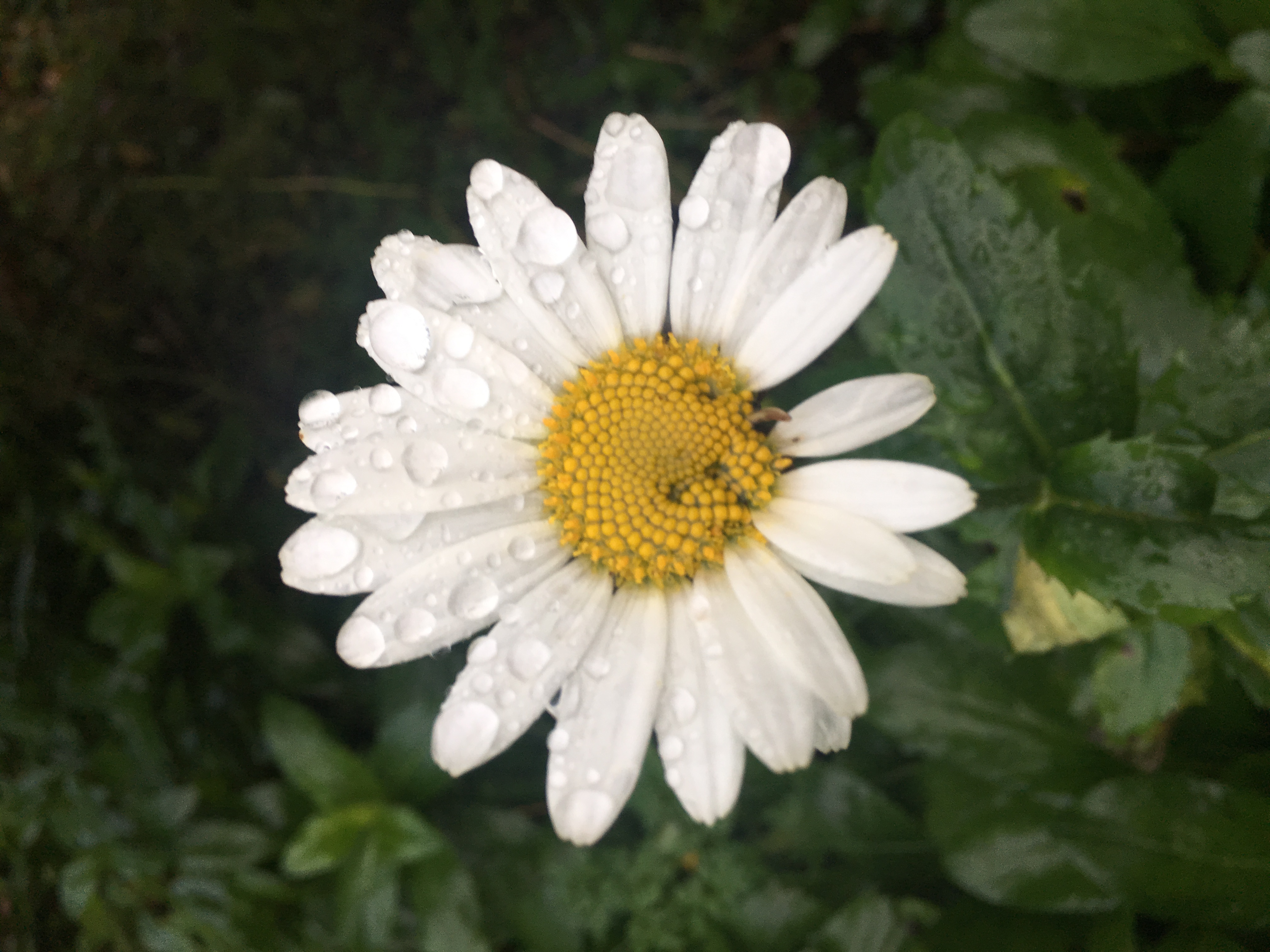 Profile photo of Joanne Gibbs